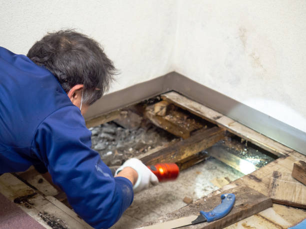 Best Mold Remediation  in Belmont, CA