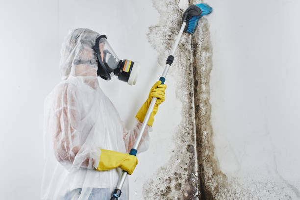 Best Attic Mold Removal  in Belmont, CA