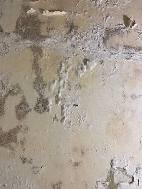 Reliable Belmont, CA Mold Removal Solutions