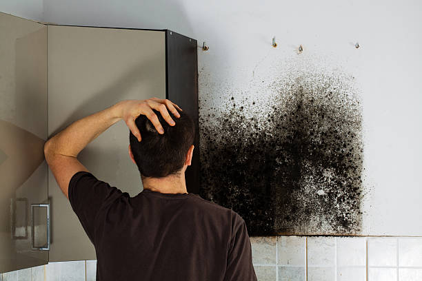 Best Office Mold Removal Services  in Belmont, CA