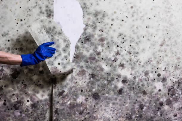 Best Black Mold Removal  in Belmont, CA