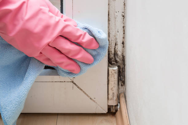 Best Mold Remediation Experts  in Belmont, CA
